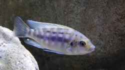 Petrotilapia sp. Chitande yello chin, chewere F1 junges Männchen