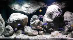 Aquarium Big Rock Mbuna