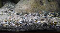 Bodengrund aus Flusssand, Sansibar black, Flusskieseln und kleinen Muscheln bzw.
