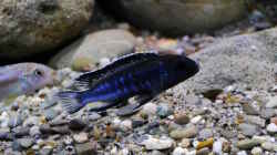 Pseudotropheus perileucos WF Männchen, 5cm