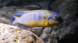 Tropheops mauve yellow WF