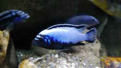Metriaclima sp. membe deep F1 Männchen