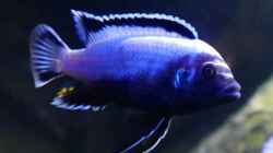 Metriaclima sp. membe deep F1 Männchen