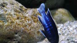 Pseudotropheus perileucos WF Männchen, 7cm