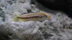 Pseudotropheus perileucos WF Weibchen 4cm