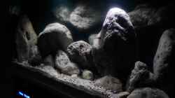 Aquarium Big Rock Mbuna