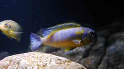 Trophées mauve yellow WF