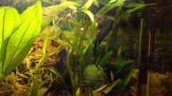 Pflanzen im Aquarium Kleines Stück Südamerika