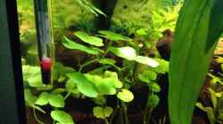 Pflanzen im Aquarium Kleines Stück Südamerika