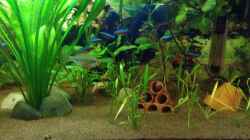 Besatz im Aquarium Kleines Stück Südamerika