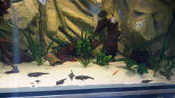 Besatz im Aquarium Südamerika