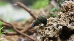 Indische Turmdeckelschnecke