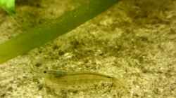 Besatz im Aquarium Mein Becken
