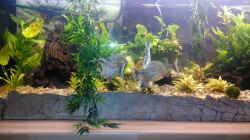 Aquarium Amazonas Becken