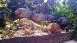 Aquarium Amazonas Becken