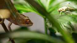 Furcifer pardalis