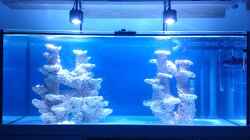 Kessil LED noch ohne T5