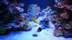 Aquarium BlueReef