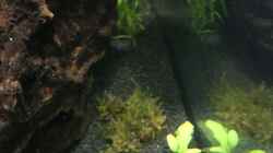 Red Fire Garnele