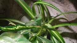 Lucy sitzt am liebsten in einer Blume