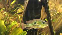 Besatz im Aquarium Geophagus Proximus