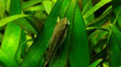 Besatz im Aquarium Easy Scaping (nur noch Beispiel)