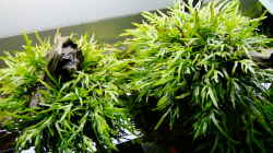 Pflanzen im Aquarium Easy Scaping (nur noch Beispiel)