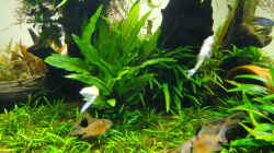 Aquarium Easy Scaping (nur noch Beispiel)