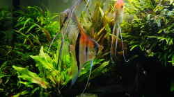 Besatz im Aquarium Easy Scaping (nur noch Beispiel)