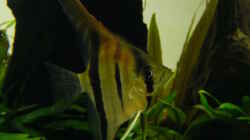Besatz im Aquarium Easy Scaping (nur noch Beispiel)