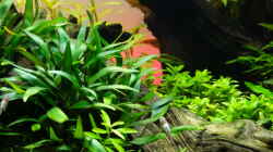 Aquarium Easy Scaping (nur noch Beispiel)