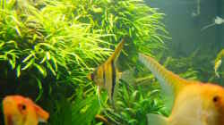 Aquarium Easy Scaping (nur noch Beispiel)