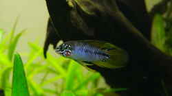 Aquarium Easy Scaping (nur noch Beispiel)
