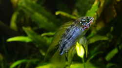 Besatz im Aquarium Easy Scaping (nur noch Beispiel)