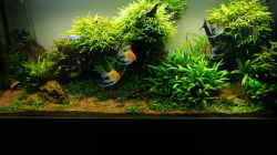 Aquarium Easy Scaping (nur noch Beispiel)