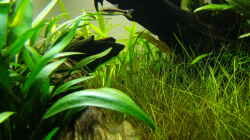Pflanzen im Aquarium Easy Scaping (nur noch Beispiel)