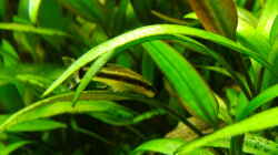 Besatz im Aquarium Easy Scaping (nur noch Beispiel)