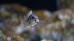 Stigmatochromis melanchros (tolae)