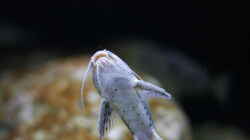 Synodontis njassae