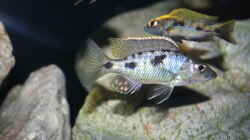 Stigmatochromis melanchros (tolae) male