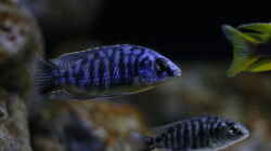 Protomelas fenestratus chewere
