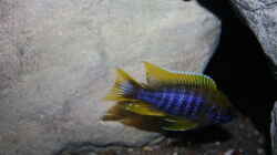 Aulonocara jacobfreibegi undu reef (mamelela)