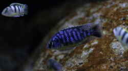 Protomelas fenestratus chewere