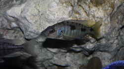 Stigmatochromis melanchros (tolae) male