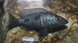 Stigmatochromis melanchros (tolae)
