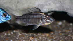 Protomelas taeniolatus mazinzi reef female