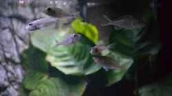 Callochromis stappersii ´ikola´ junge Tiere