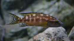 Neolamprologus buescheri ´kamakonde´