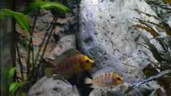 Altolamprologus compressiceps ´gold head´ Paar