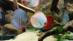 Besatz im Aquarium Becken 31764